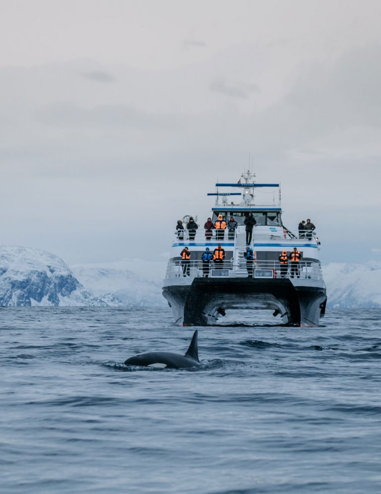 whale watching tour in tromso